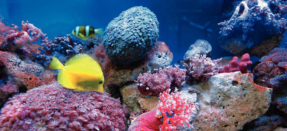 Check out Aquarium Costa Teguise image