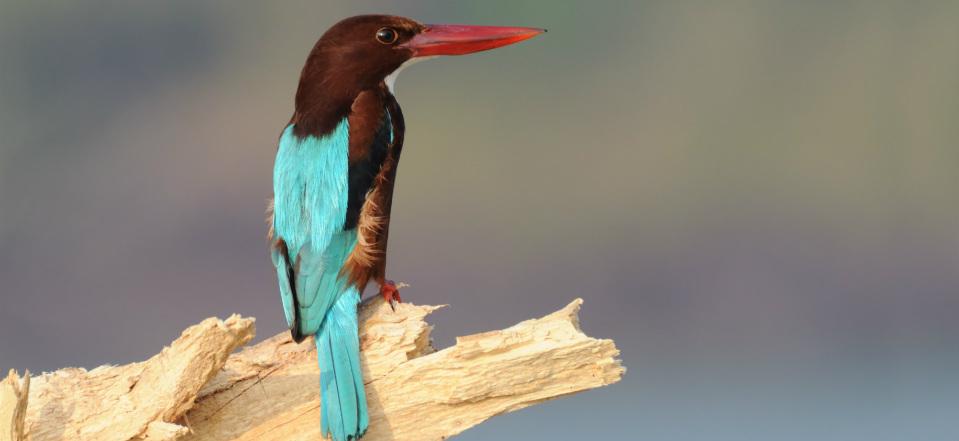 Salim Ali Bird Sanctuary India image