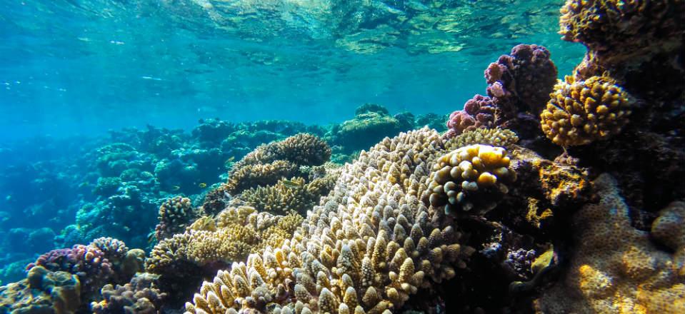 Diving In El Gouna Egypt image