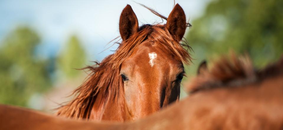 Go horse riding at Ibiza Horse Valley image