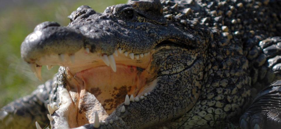 Gatorland In Florida image