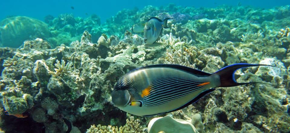 Reef Diving Makadi Bay