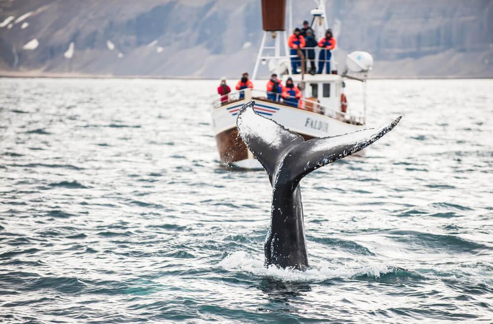 Whale Watching image