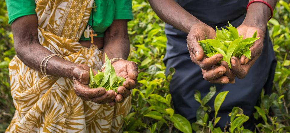 Ceylon Tea image