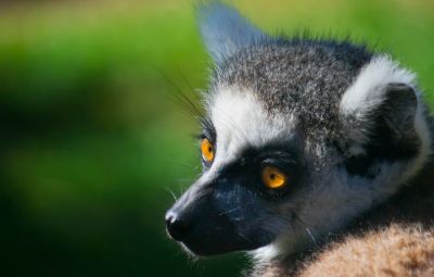 Bioparc Fuengirola Spain image