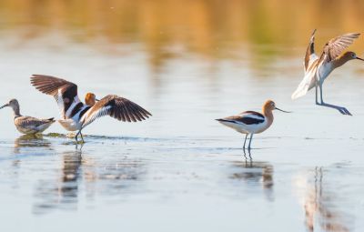 Kalloni Salt Pans image