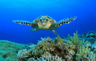 Protaras Ocean Aquarium image